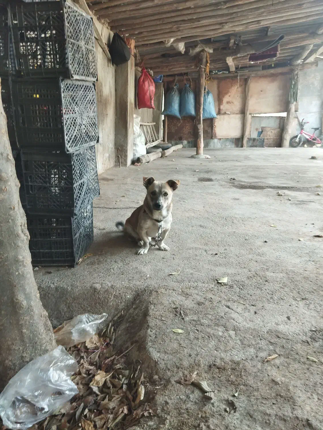 سگ پاکوتاه خارجی|سگ|گنبد کاووس, |دیوار