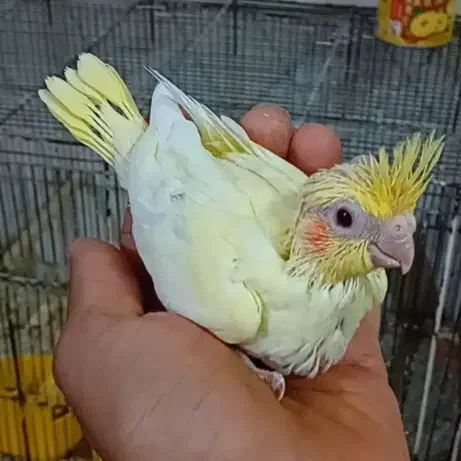 جوجه عروس لوتینو زعفرونی و فنج|پرنده|حمیدیا, |دیوار