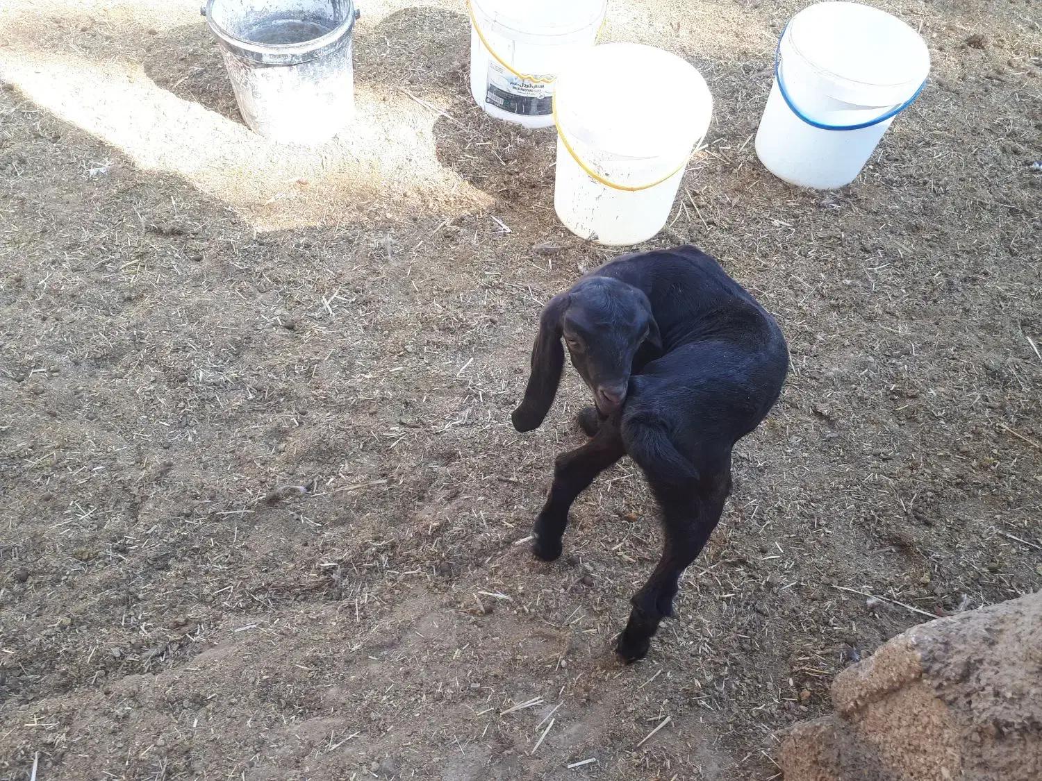 بزغاله|حیوانات مزرعه|داراب, |دیوار