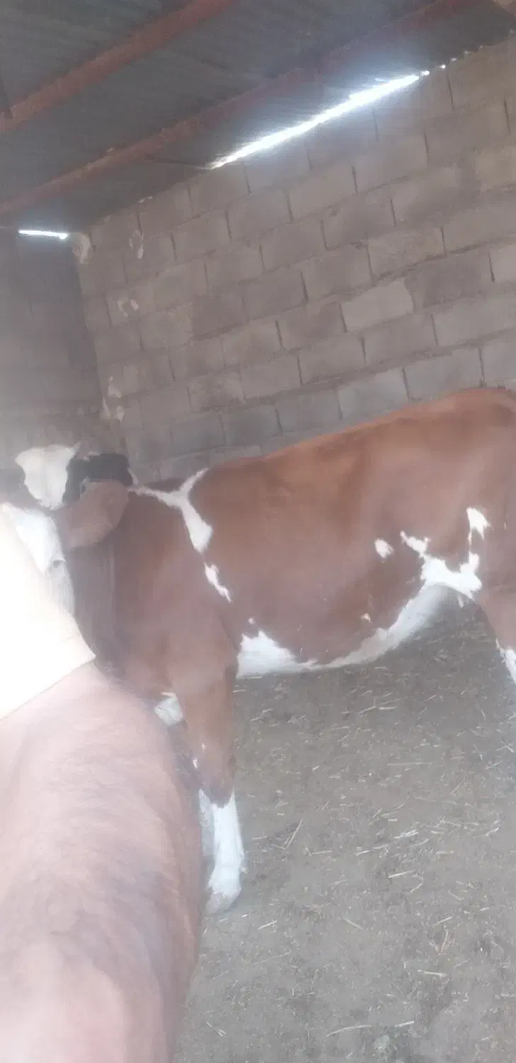 گوساله|حیوانات مزرعه|تربت جام, شاهد|دیوار