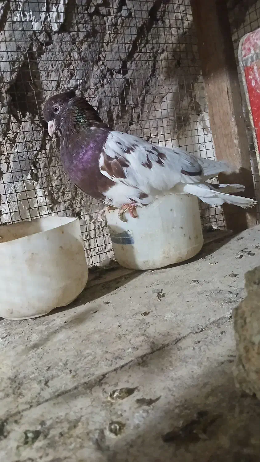 معاوضه چند جفت کله ای  با سگ قدرجونی یا زنبور|پرنده|سمیرم, |دیوار