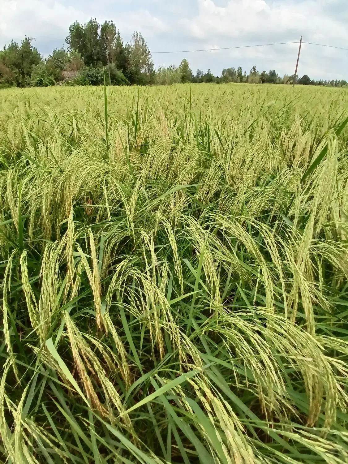 برنج هاشمی|خوردنی و آشامیدنی|سنگر, |دیوار