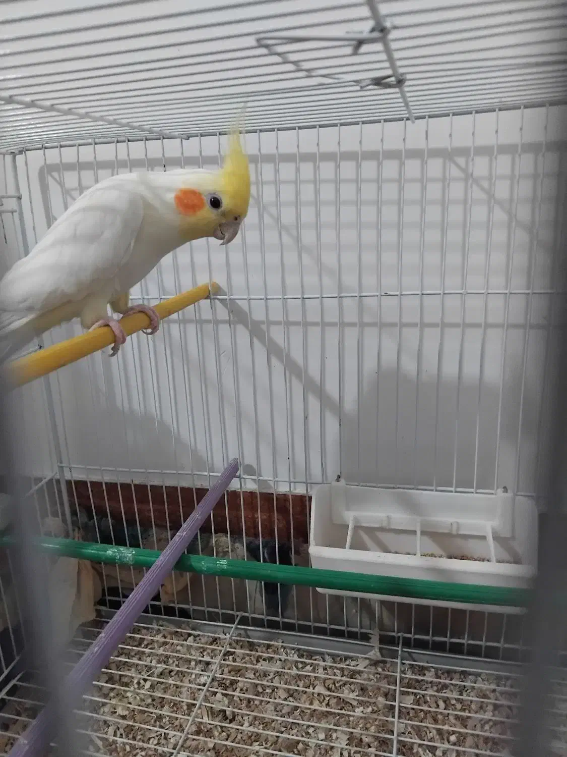 جفت عروس هلندی مولد روی تخم|پرنده|زابل, |دیوار