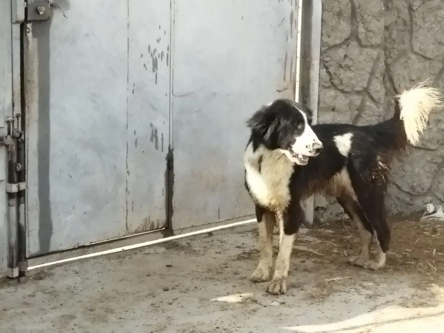 سگ نگهبان|سگ|فلاورجان, |دیوار