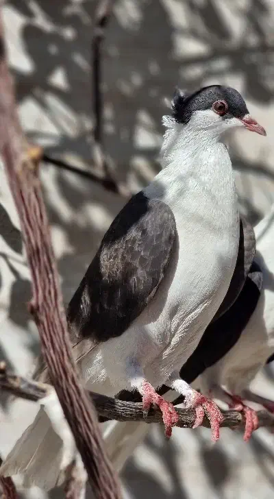 کبوتر گم شده|پرنده|اندیمشک, |دیوار