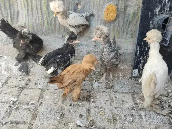 غول پیکر برهما و سلطان|حیوانات مزرعه|قم, در بهشت|دیوار