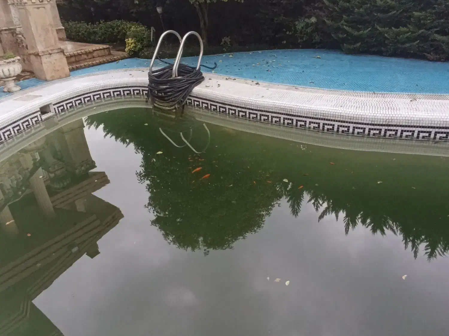 ماهی قرمز|ماهی|نوشهر, |دیوار