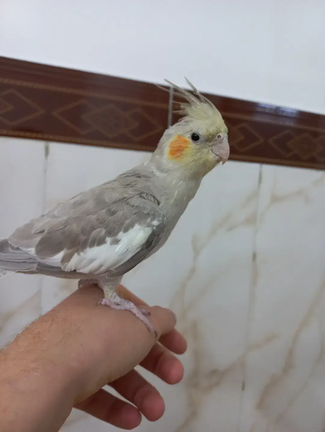 عروس هلندی نر|پرنده|ملایر, |دیوار