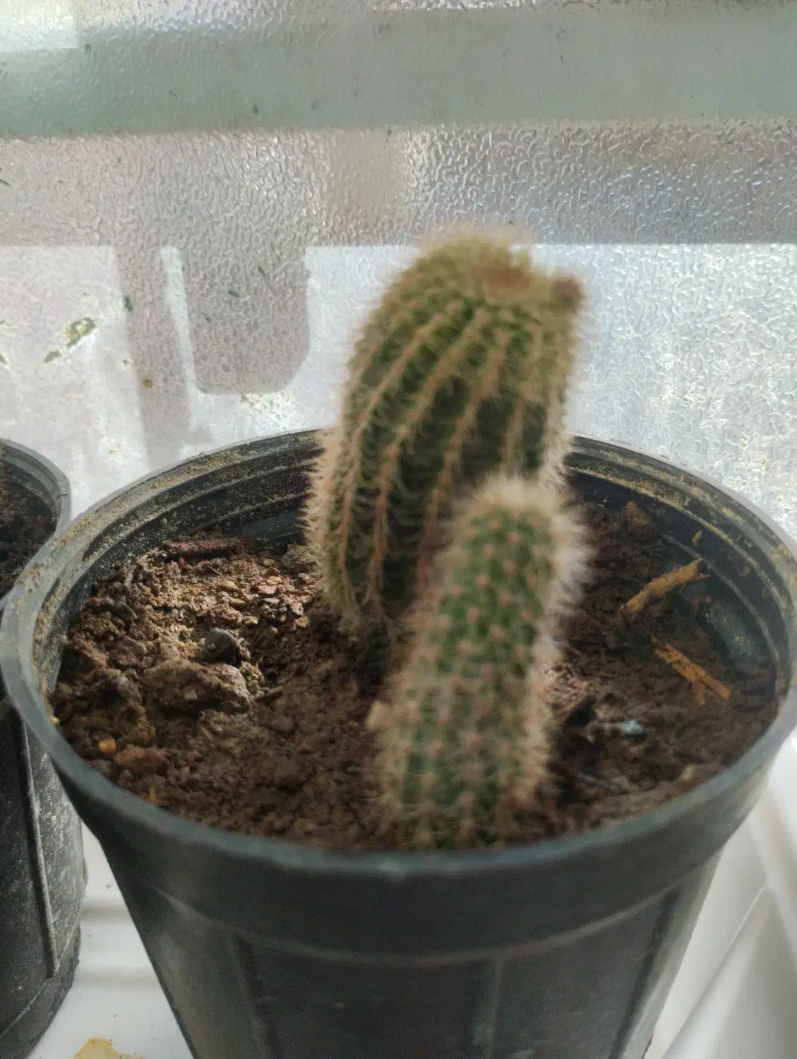 گل و گیاه|گل و گیاه طبیعی|زهان, |دیوار