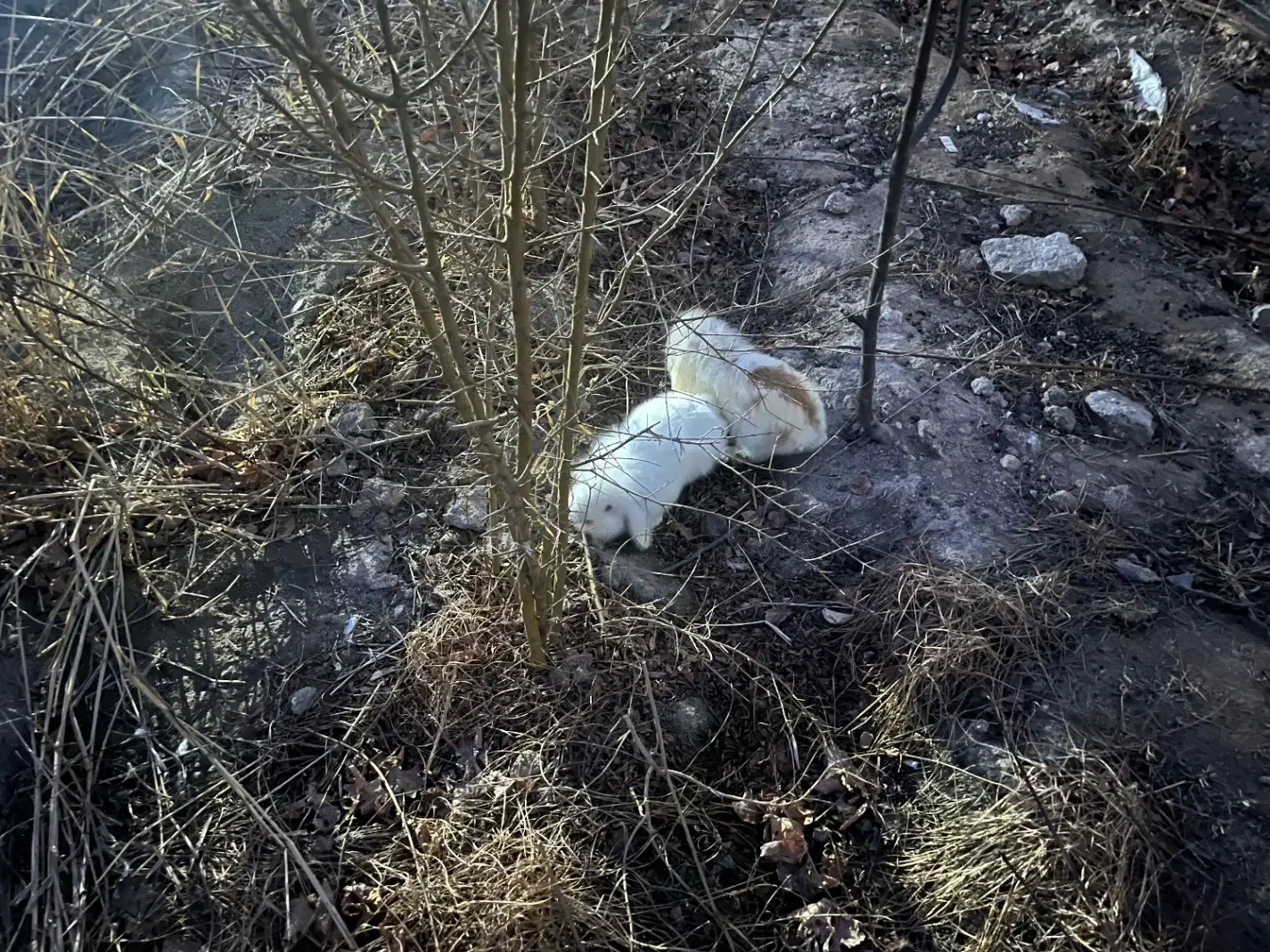 ۲تا خرگوش خارجی بالغ|موش و خرگوش|ورامین, ورامین|دیوار