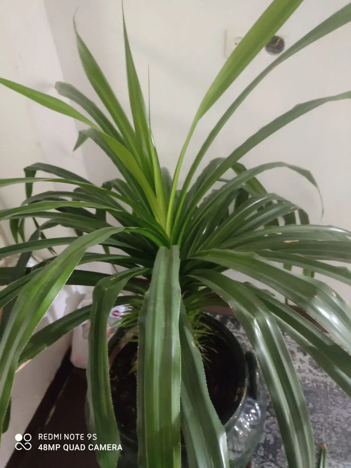 گل طبیعی|گل و گیاه طبیعی|شیراز, شهرک مهدیه|دیوار