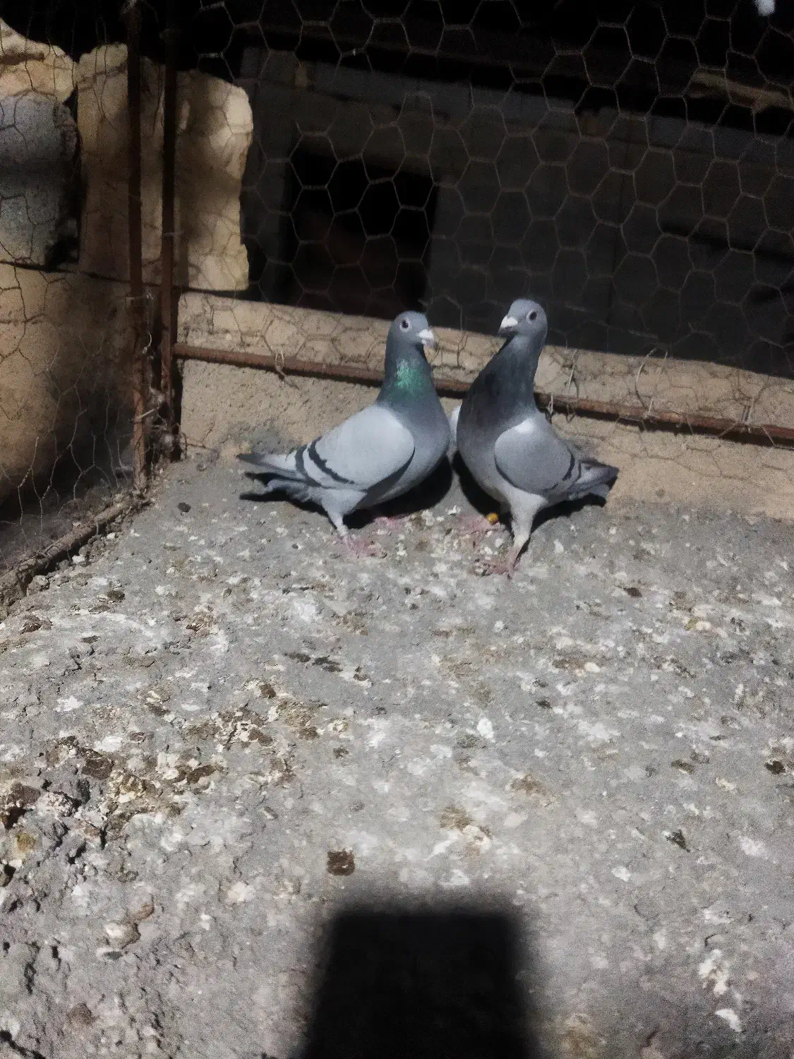 دوتا کبوتر سبز ماده دورگ مسافتی|پرنده|جهرم, |دیوار