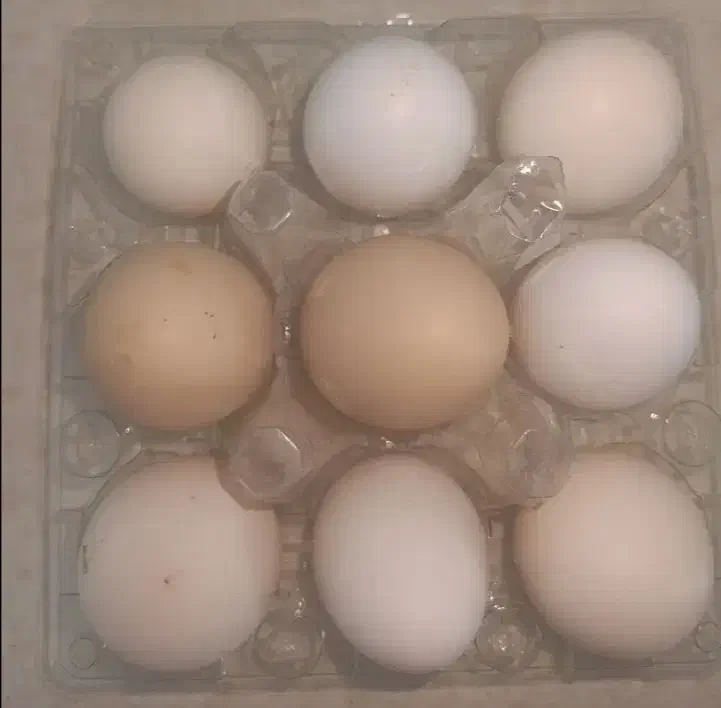 تخم مرغ|خوردنی و آشامیدنی|شاهینشهر, حافظ جنوبی|دیوار