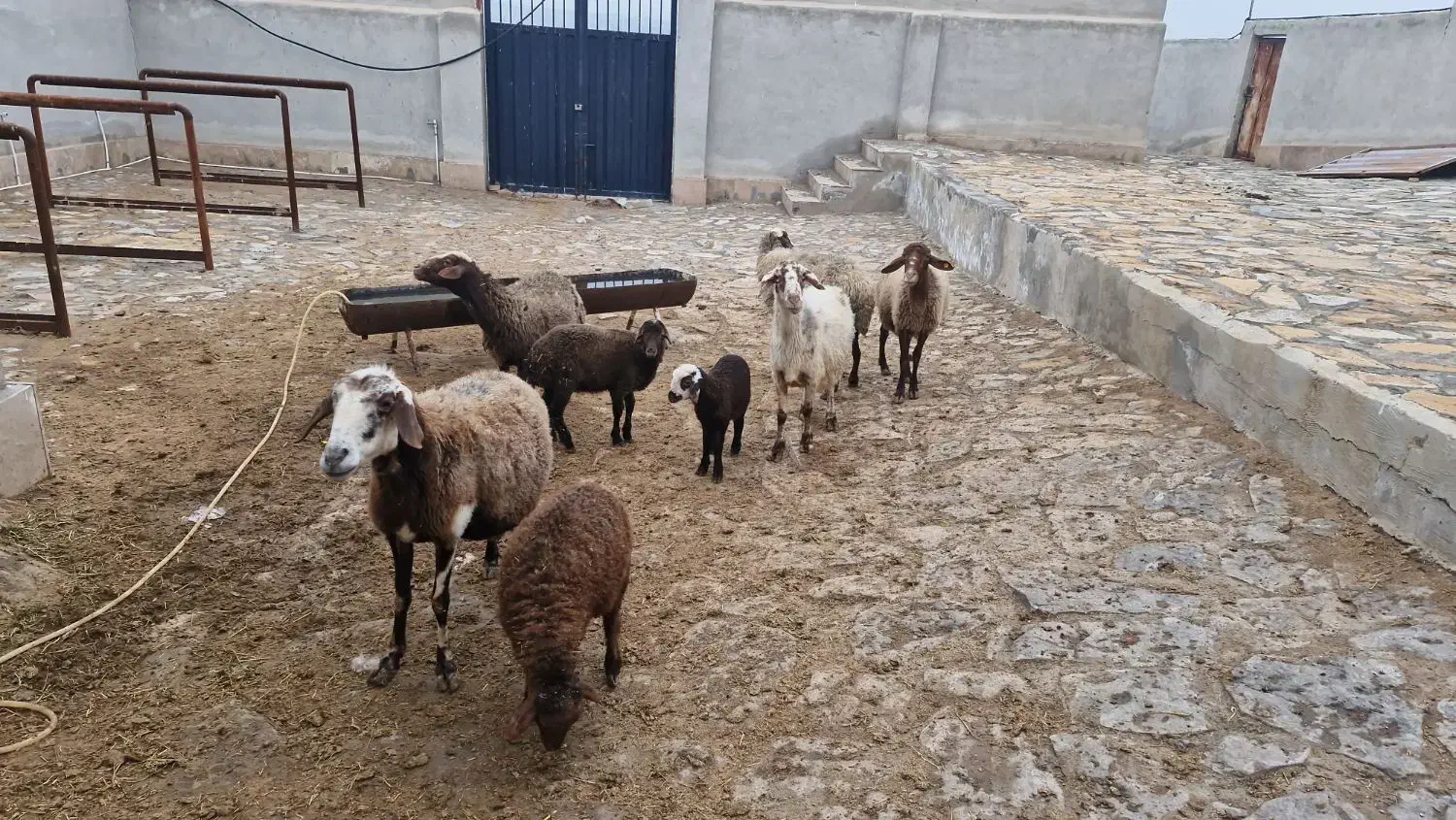 میش و بره|حیوانات مزرعه|قم, پردیسان|دیوار