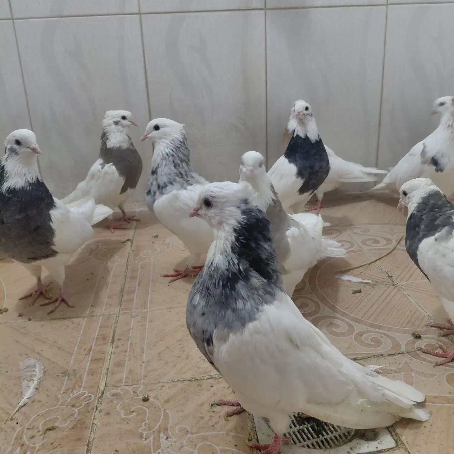 15عدد کبوتر طوقی|پرنده|صحنه, |دیوار