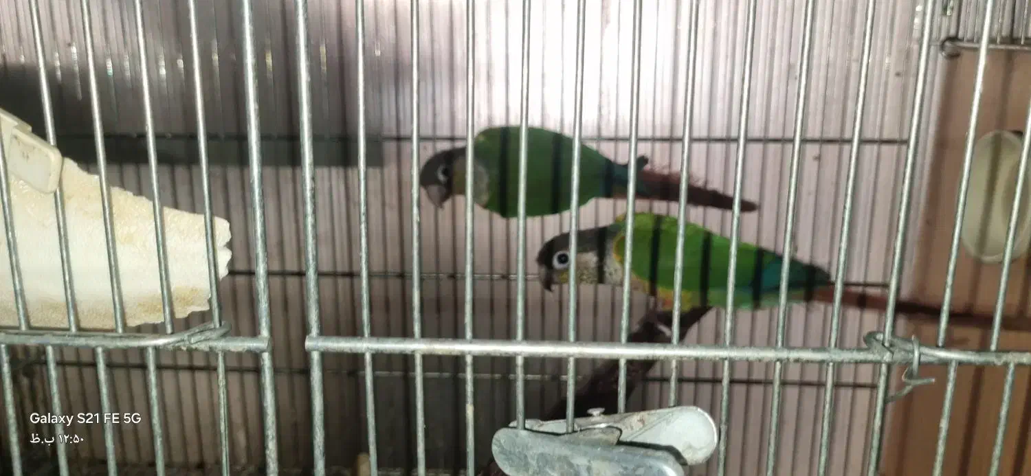 فروش یکجا سالن پرنده به همراه تجهیزات حرفه ایی|پرنده|چهاردانگه (تهران), |دیوار