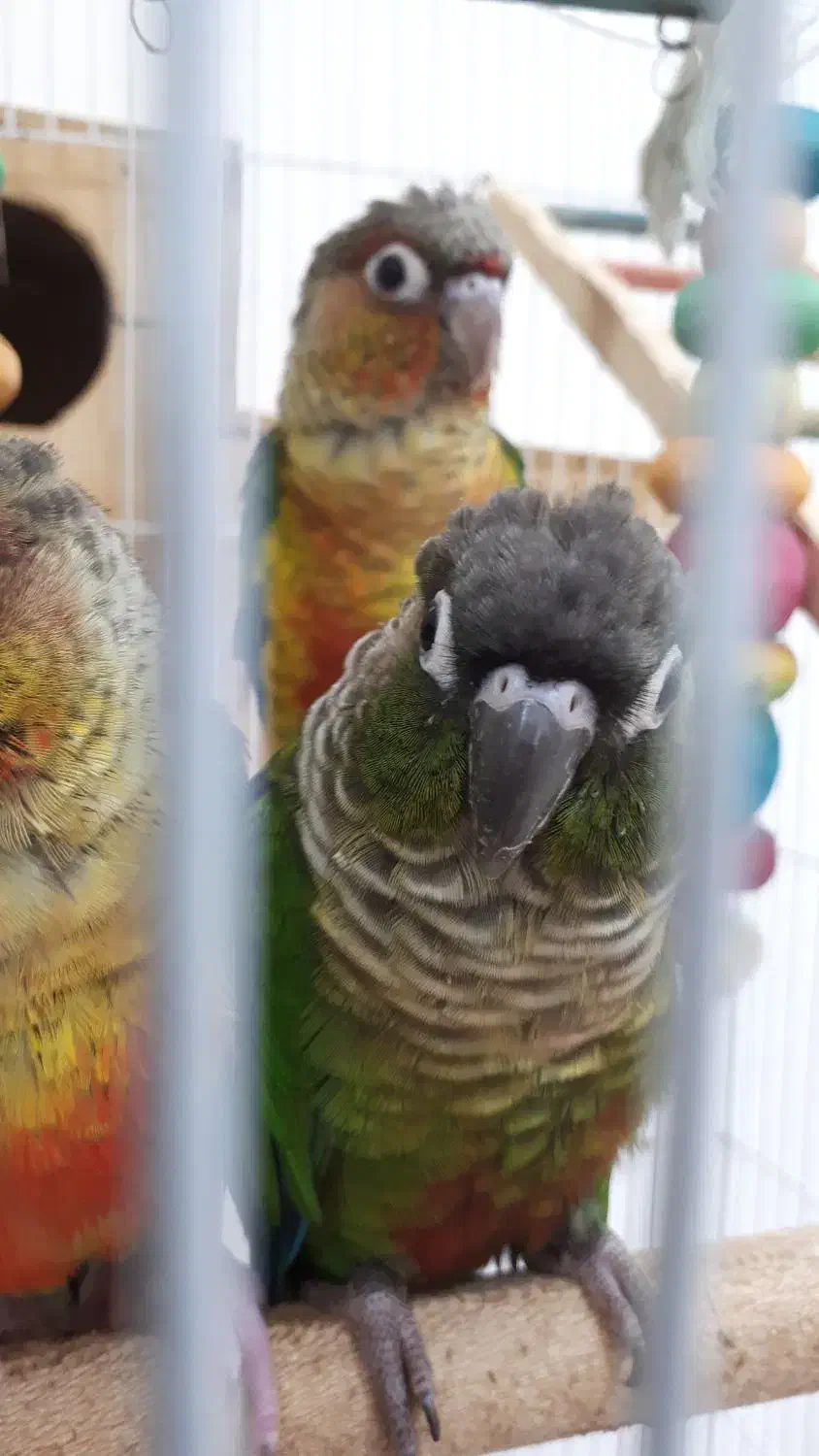 طوطی گرینچیک|پرنده|مشهد, الهیه|دیوار