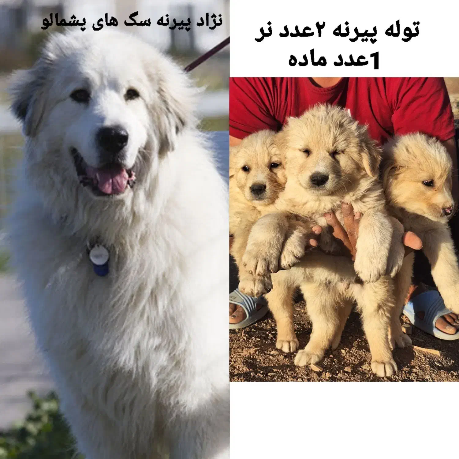 توله سرابی|سگ|کوزران, |دیوار