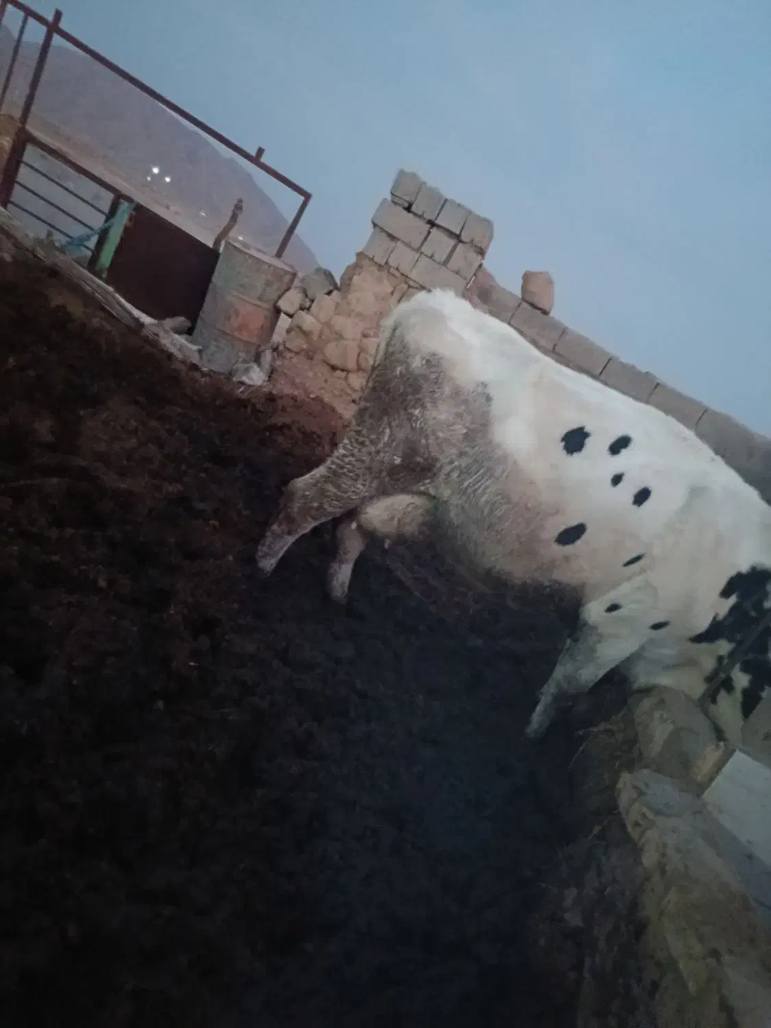 گاو|حیوانات مزرعه|سده (خراسان جنوبی), |دیوار