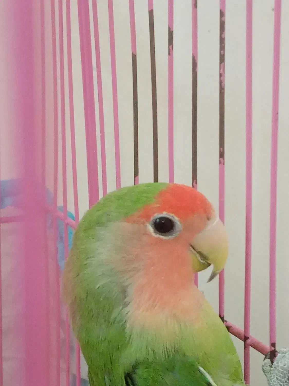 طوطی برزیلی|پرنده|محمدیه-قزوین, |دیوار