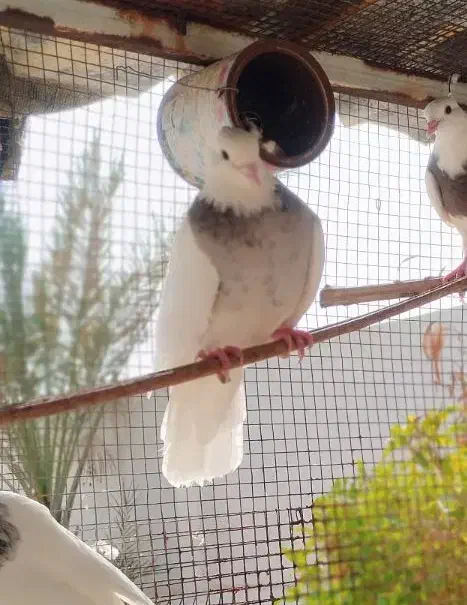 طوقی هفت رنگ|پرنده|لامرد, |دیوار