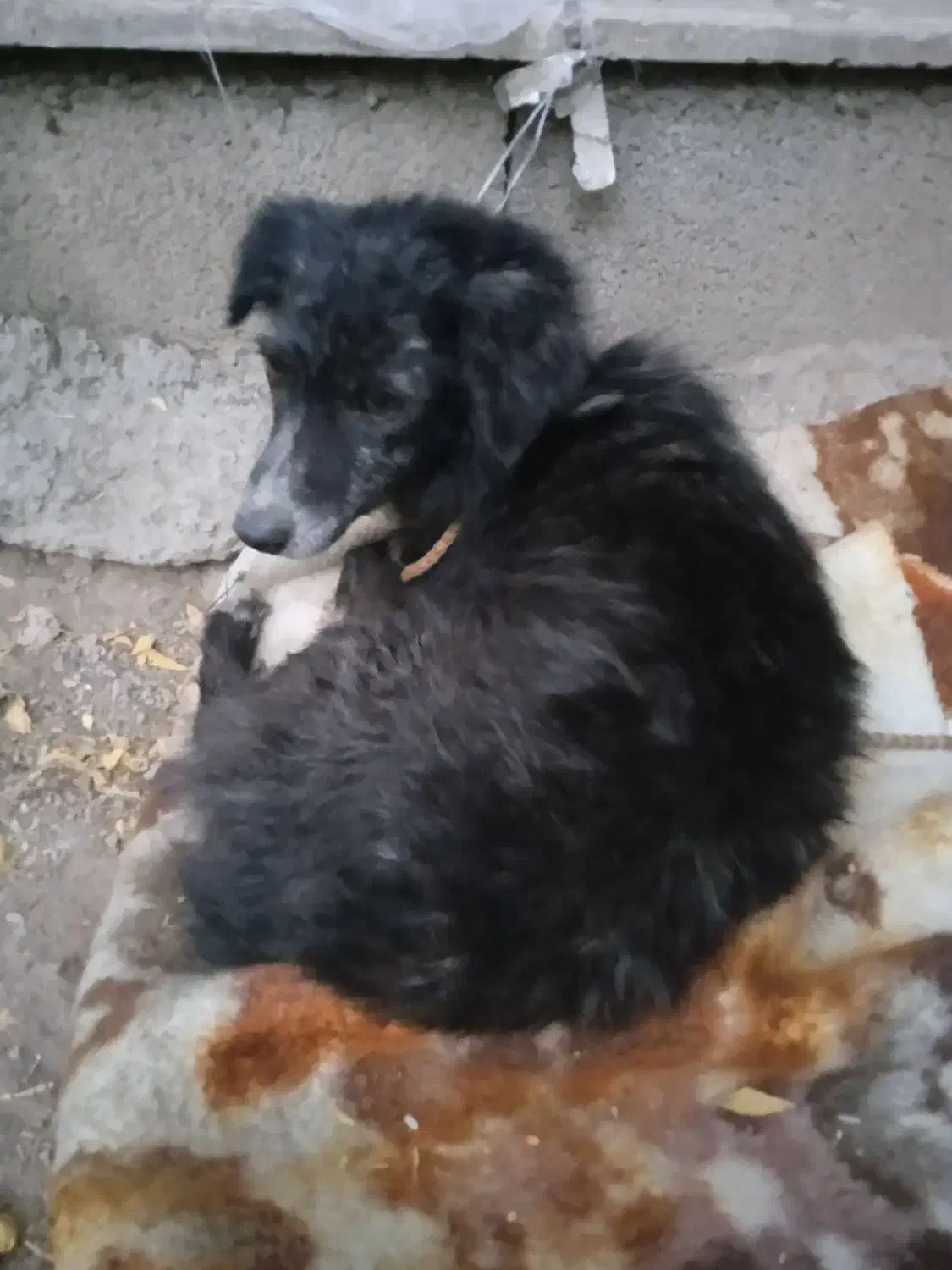 حیوانات خانگی|سگ|کرمانشاه, |دیوار