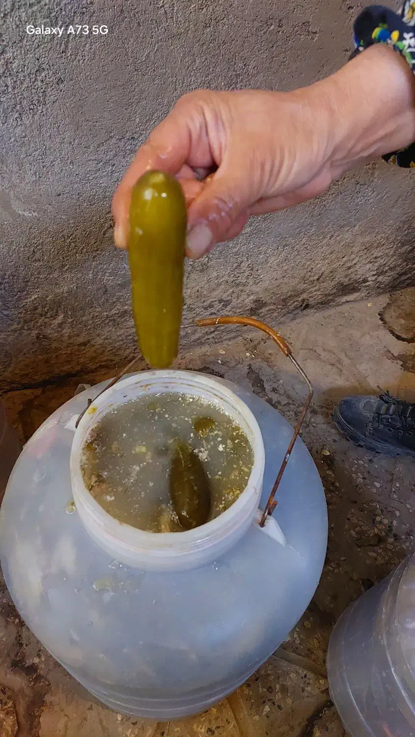 خیار شور تازه و ترد دبه های ۱۲ کیلویی|خوردنی و آشامیدنی|نیشابور, مازول|دیوار