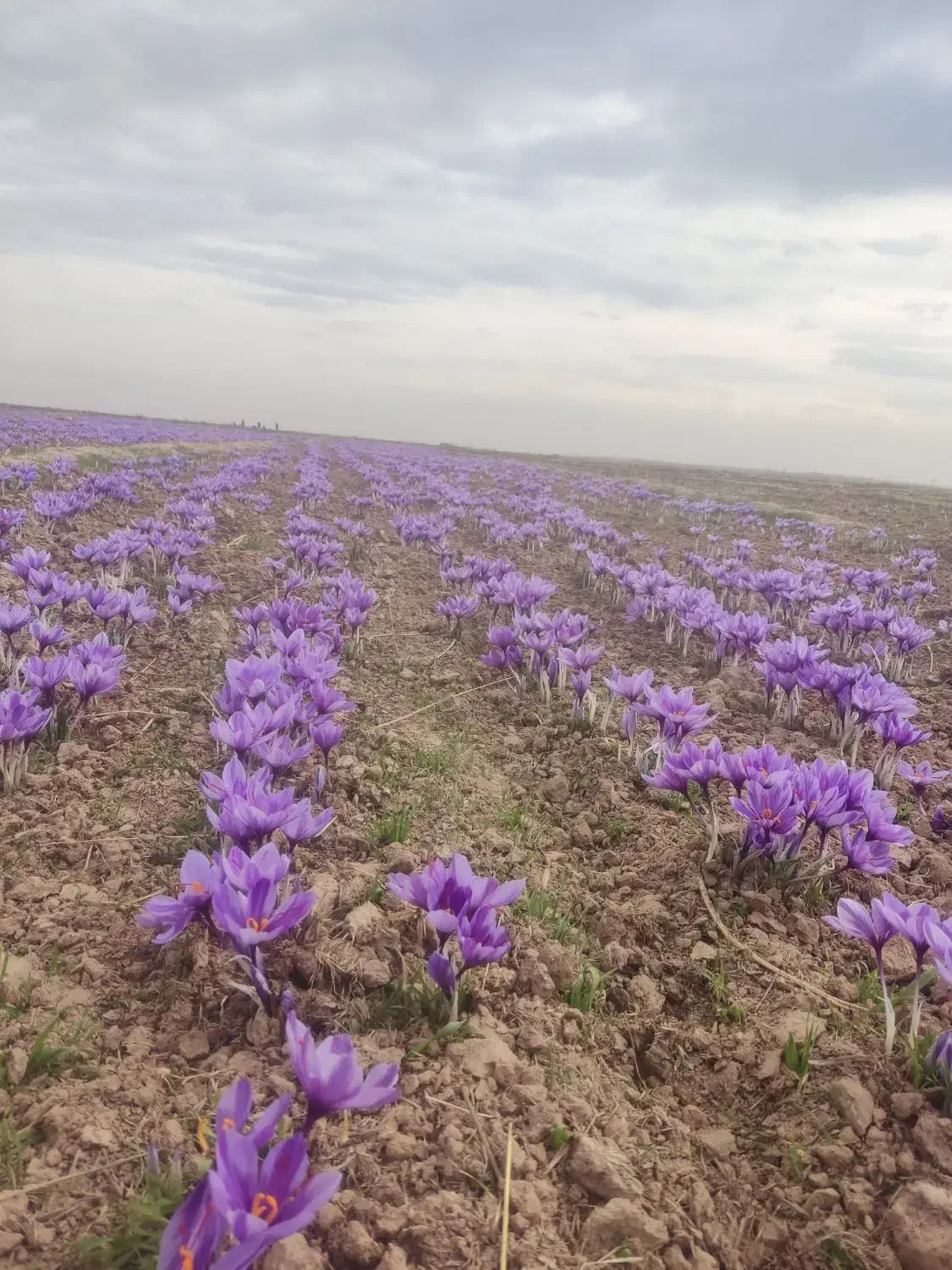 پیش فروش پیاز زعفران|خدمات باغبانی و درختکاری|گلبهار, بیزکی|دیوار