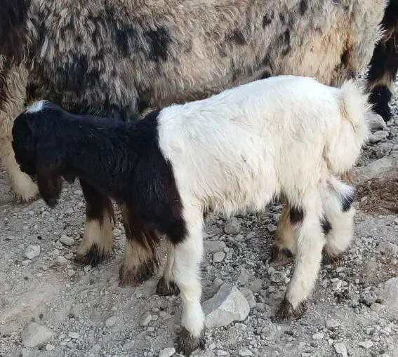 بره گوسفند بز بیگ|حیوانات مزرعه|مسجد سلیمان, |دیوار