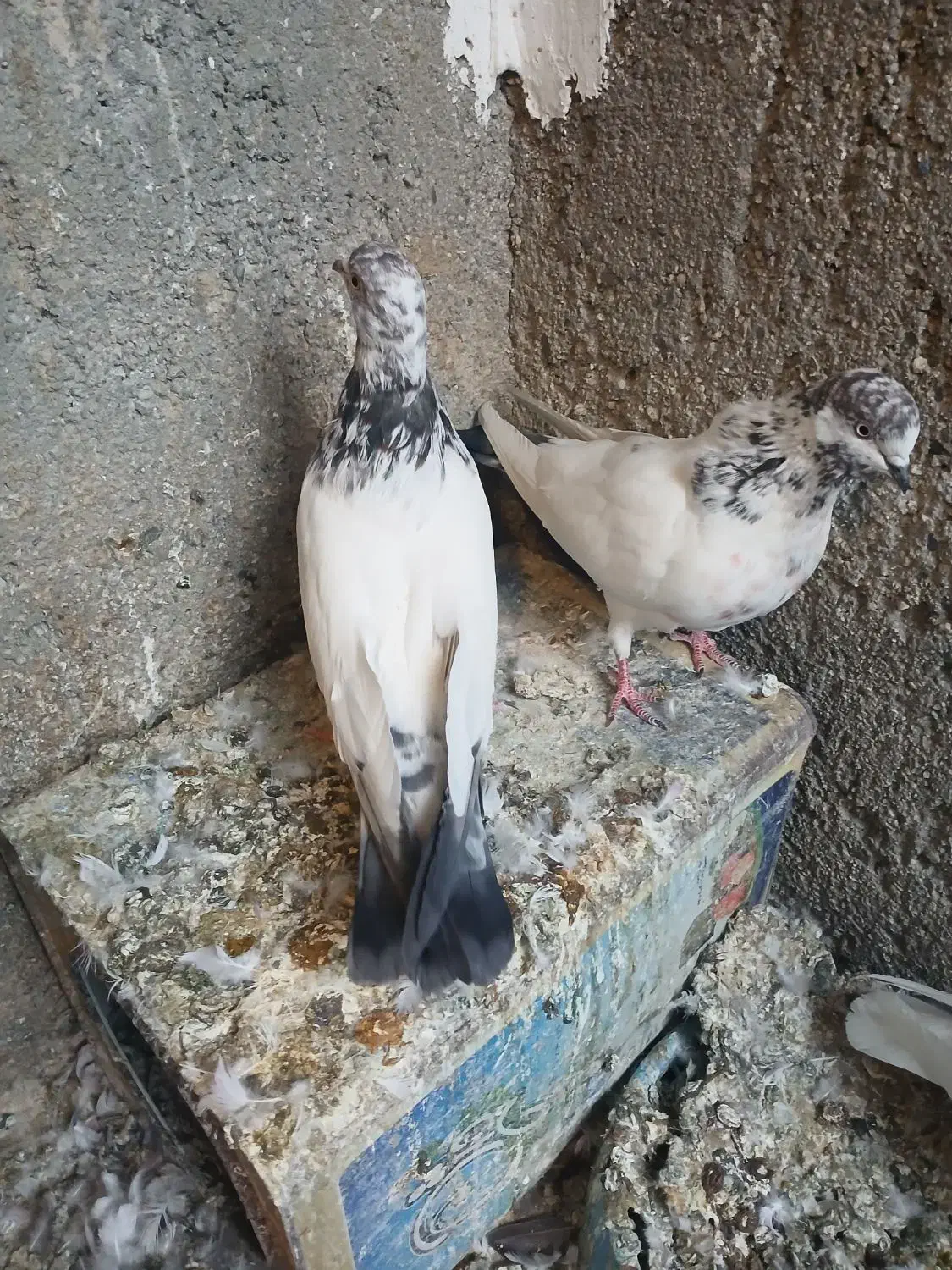 کله دمسبز|پرنده|بروجرد, |دیوار