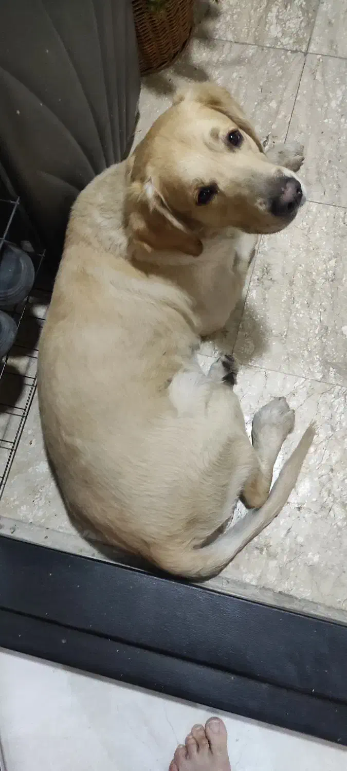 سگ لابرادور رتریور نر واگذار میشود|سگ|تهران, کوی بیمه|دیوار