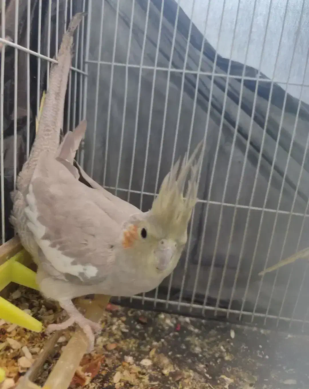 عروس هلندی|پرنده|مشهد, هفت تیر (آب و برق)|دیوار