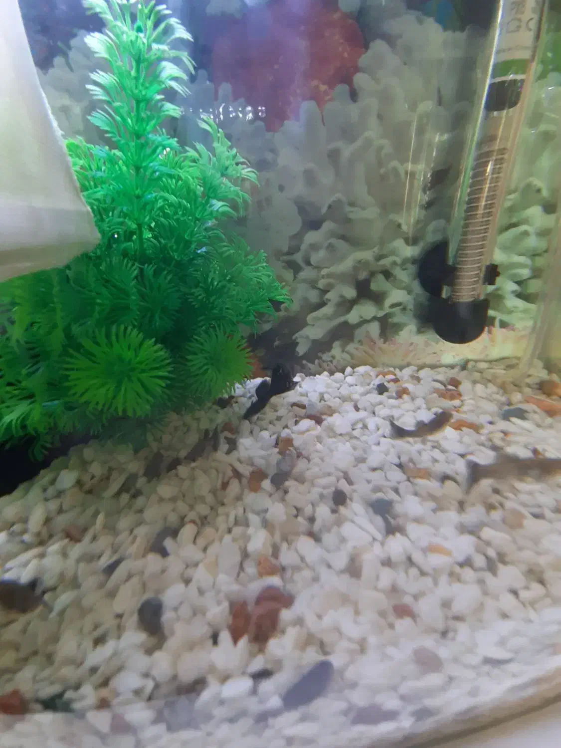 فروش  ماهی گوپی  بزرگ  و کوچک|ماهی|کرمان, |دیوار