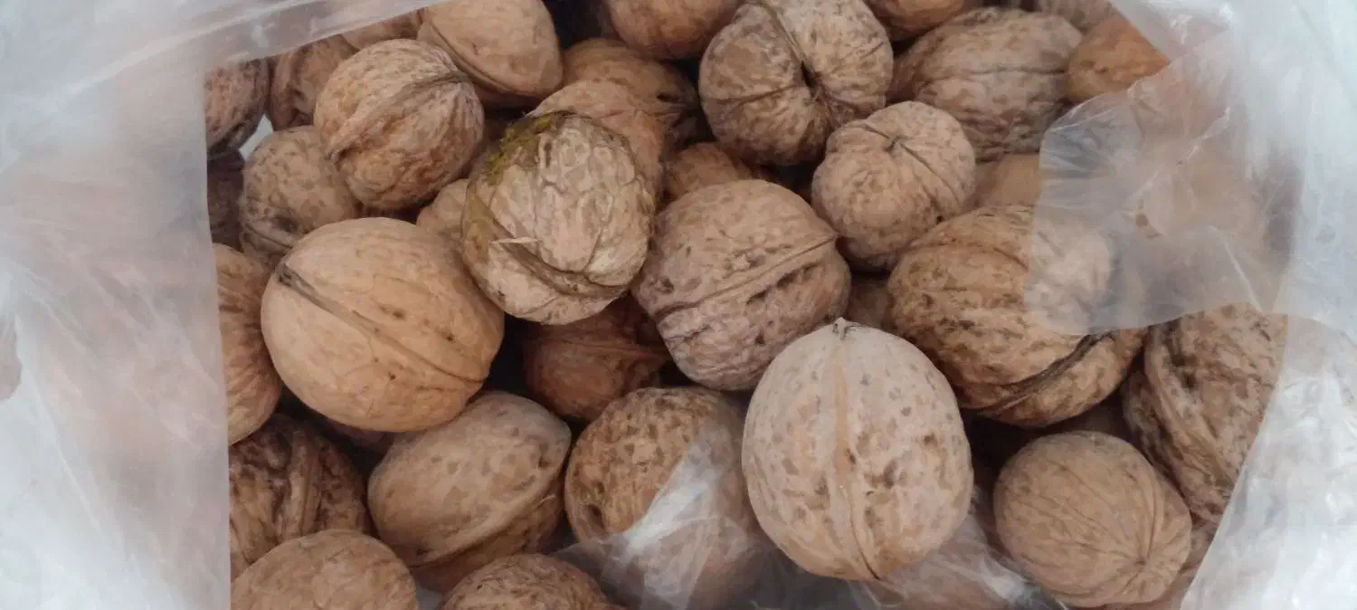 گردوپوست کاغذی  امسال ۱دست مغز روغنی|حراج|خرمدره, |دیوار