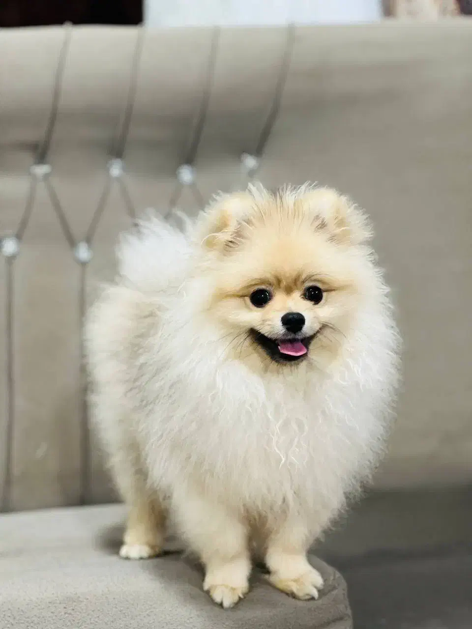 حیوان خانگی سگ پامر|سگ|نوشهر, |دیوار