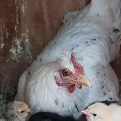 مرغ گلین|حیوانات مزرعه|سمیرم, |دیوار