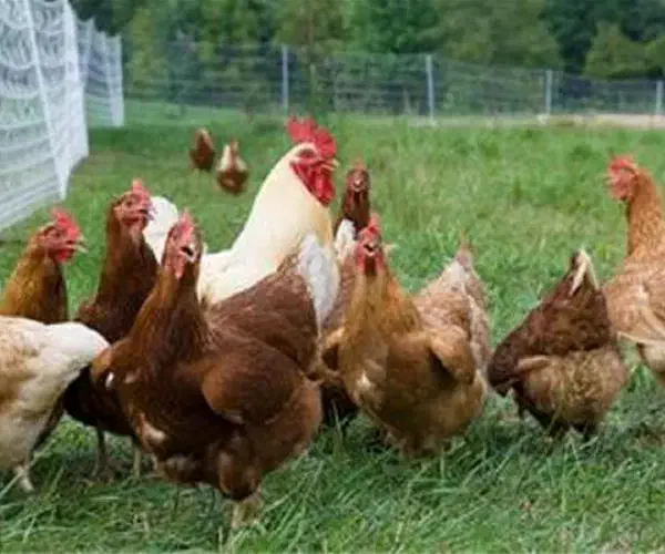 تعداد زیادی مرغ تخمگذار و خروس و جوجه|حیوانات مزرعه|فراغی, |دیوار