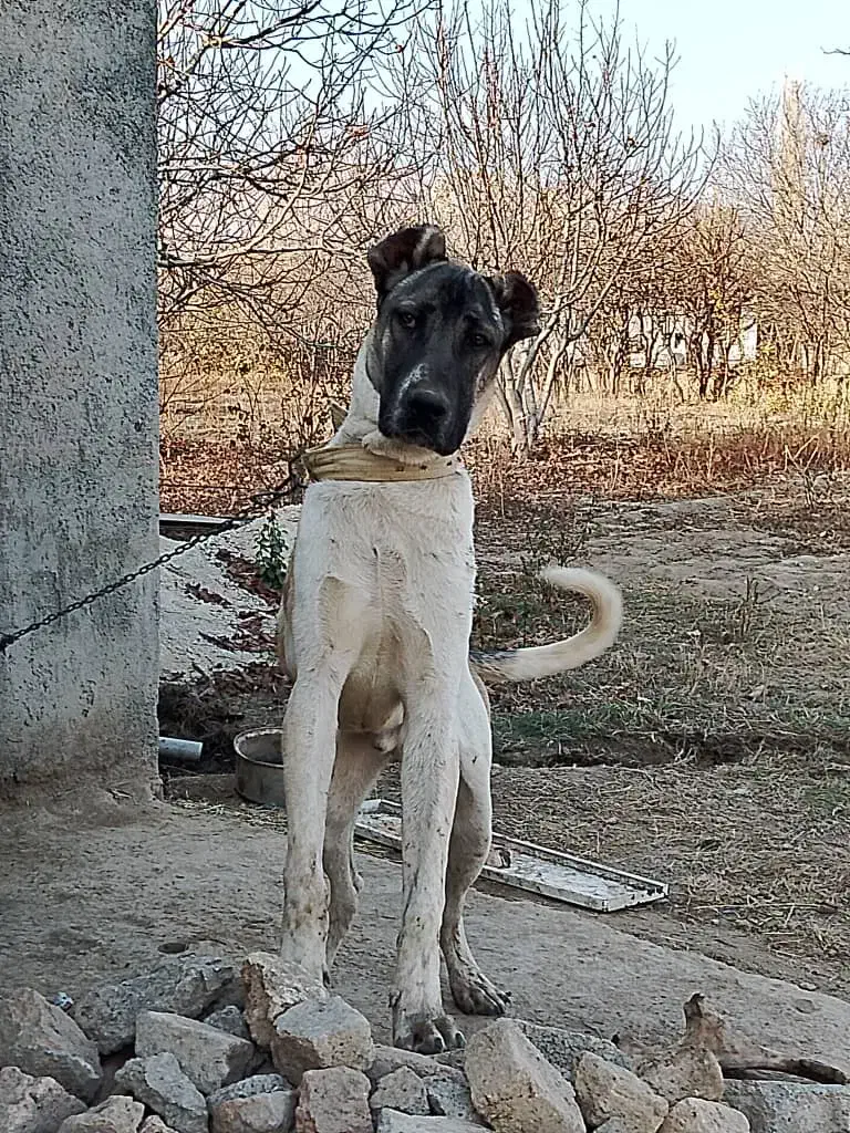 سگ سرابی 10ماهه|سگ|عنبران, |دیوار