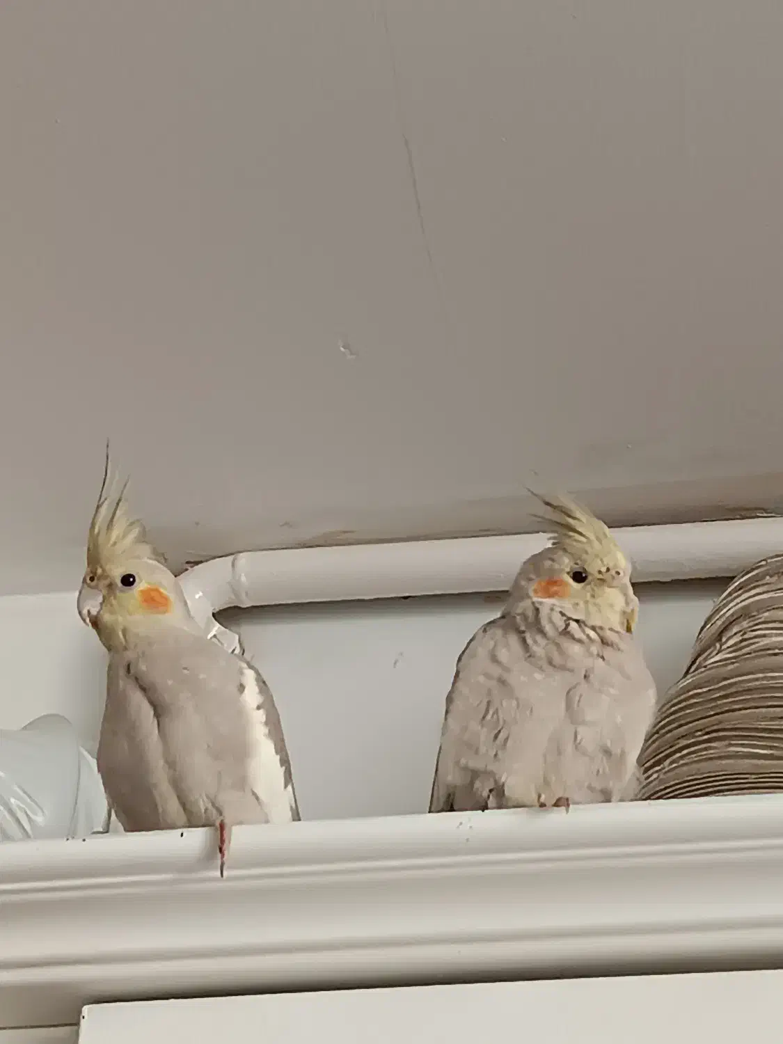 عروس هلندی|پرنده|بجنورد, |دیوار