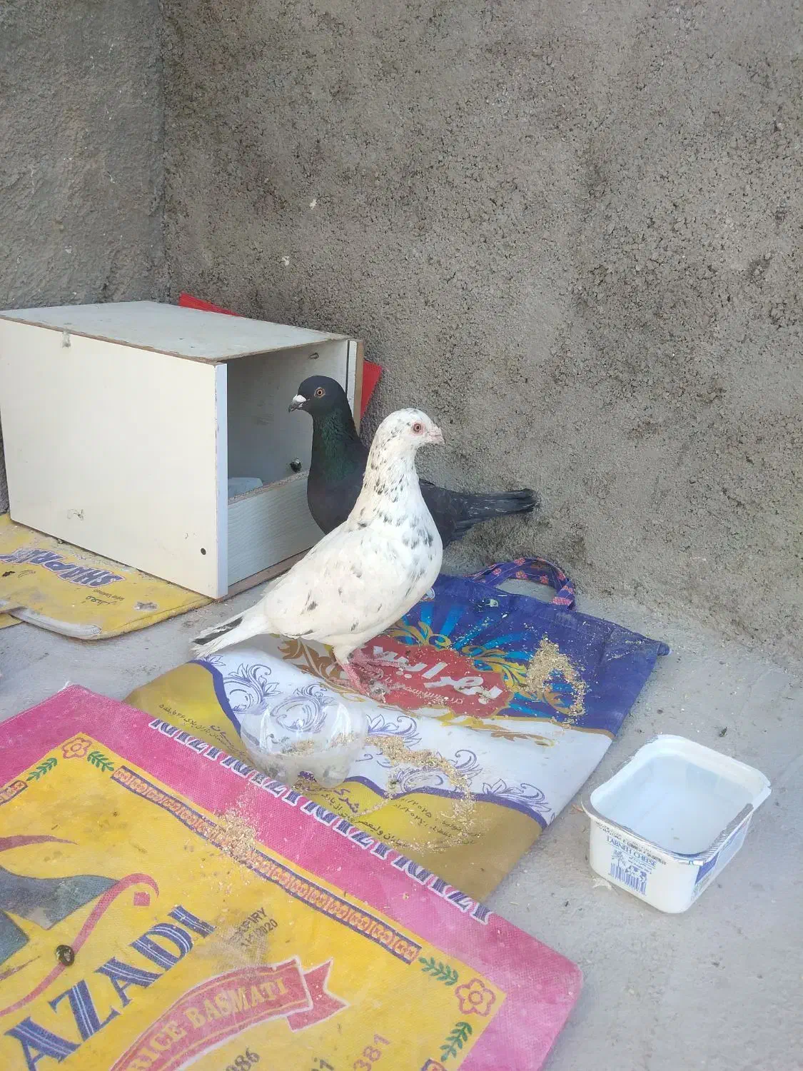 جفت کفتر معاوضه با جوجه عروس هلندی دارم|پرنده|قائن, |دیوار