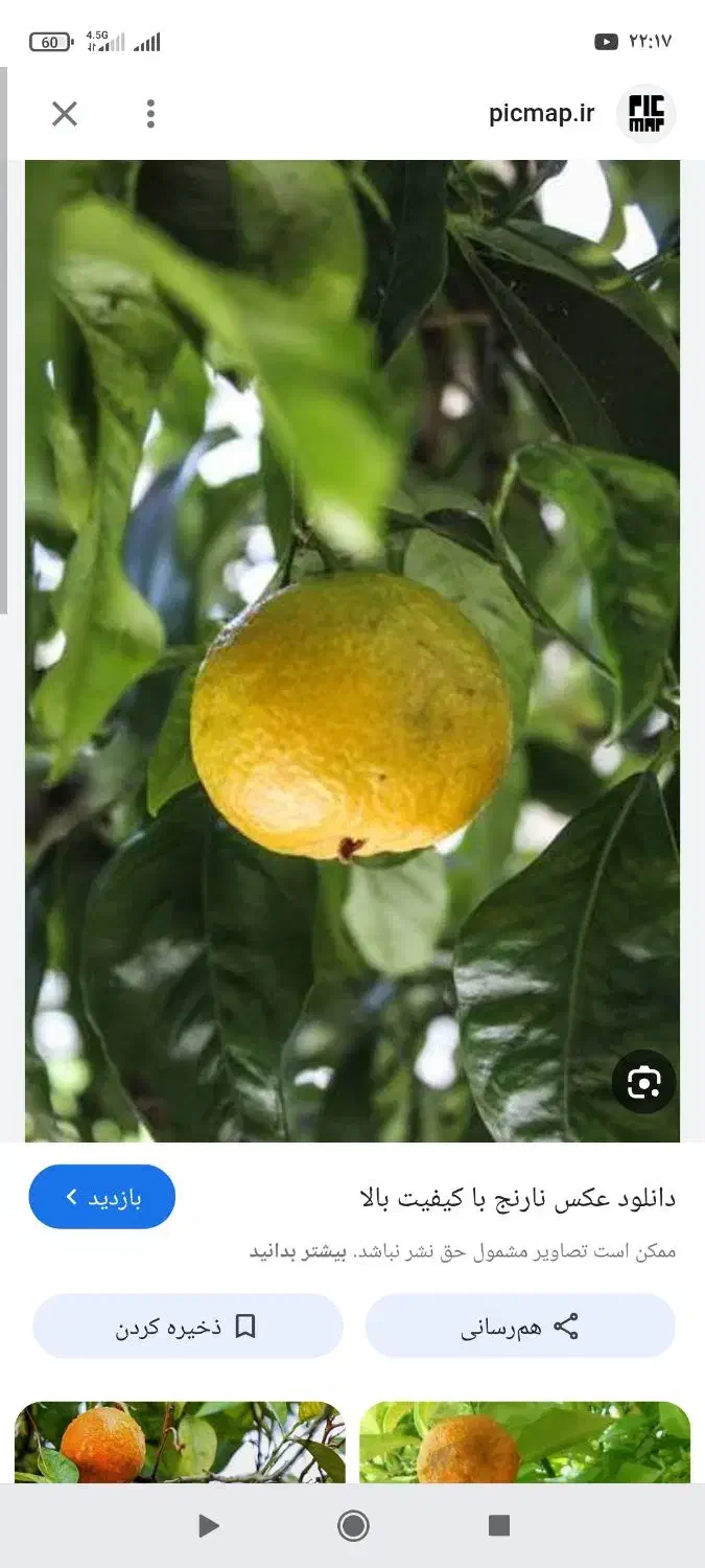 خرید بذر نارنج و تفاله نارنج در منزل شما|خدمات باغبانی و درختکاری|گتاب, |دیوار