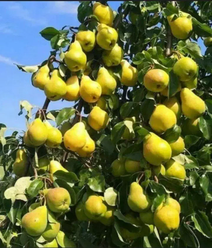 رقم گلابی بیروتی|خدمات باغبانی و درختکاری|مرند, |دیوار