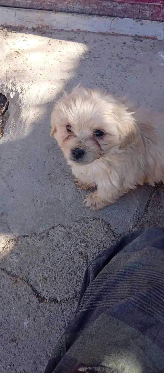 سه قلاده سگ|سگ|بم, |دیوار