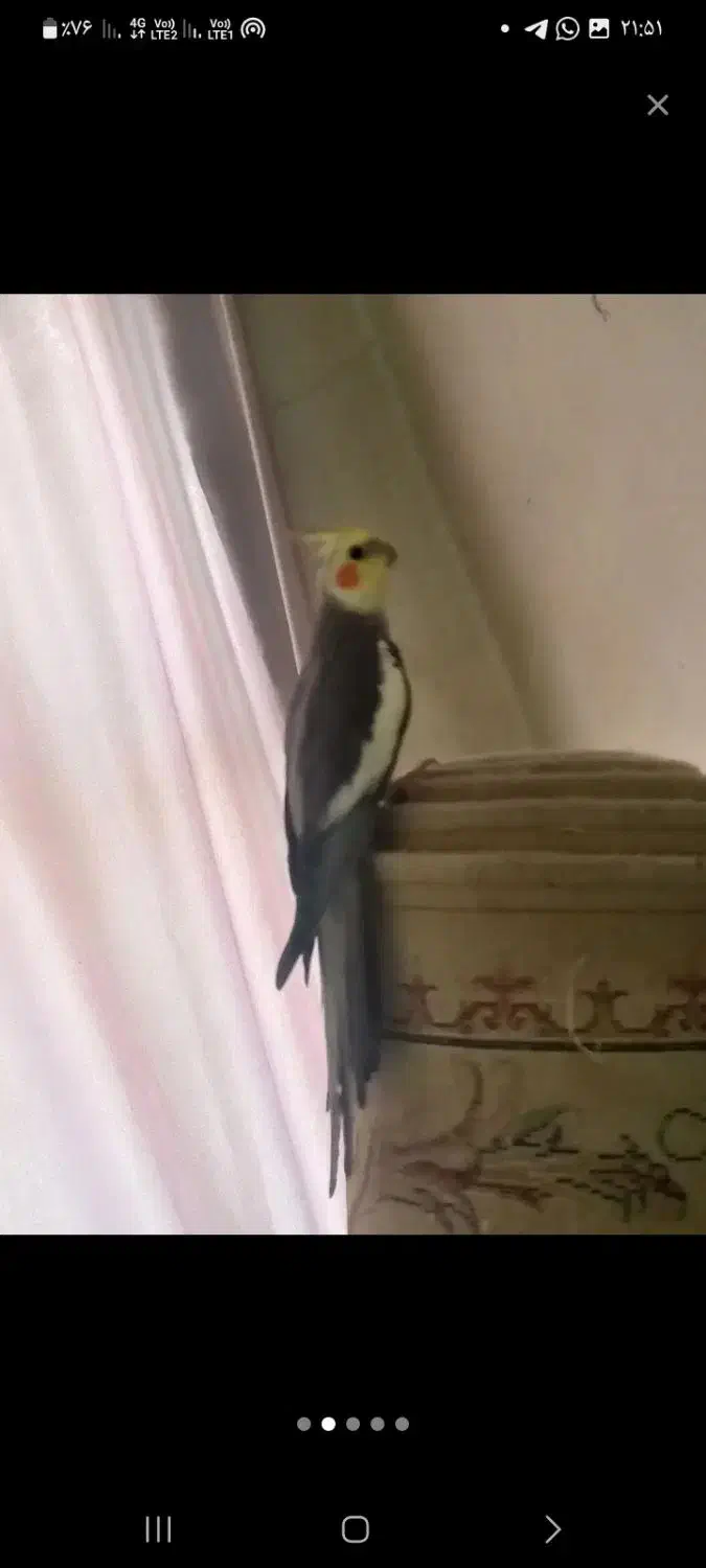 عروس نر دستی سخنگو ب شرط حرف زدن فیلم حرفش هس فوری|پرنده|تهران, سبلان (لشگر)|دیوار