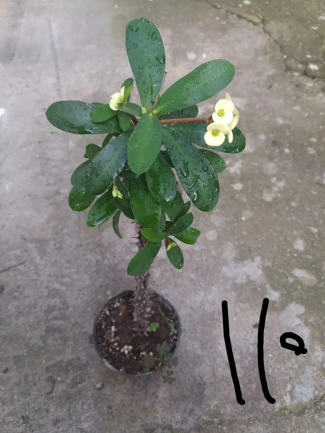 انواع گل و گیاه مناسب روز مادر|گل و گیاه طبیعی|رشت, بیجارپس|دیوار