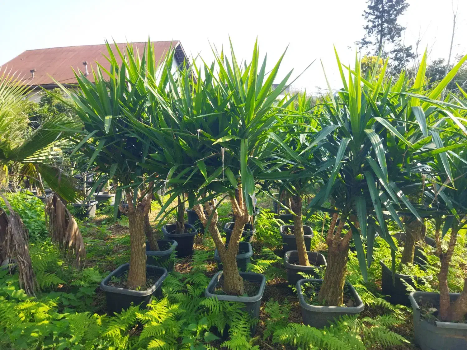 یوکا بنسای|گل و گیاه طبیعی|کلاچای, |دیوار