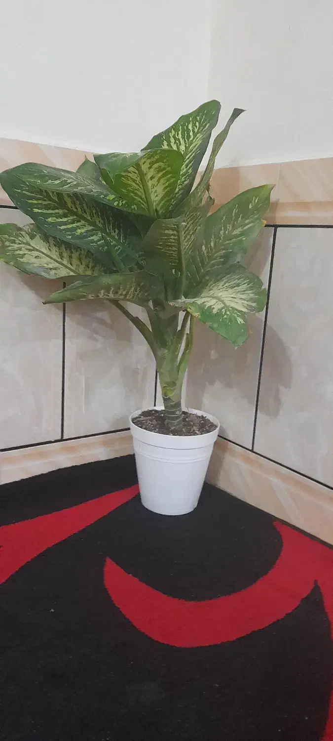 خانه ۱۲۰متری|فروش آپارتمان|اهواز, ۲۵۴دستگاه|دیوار