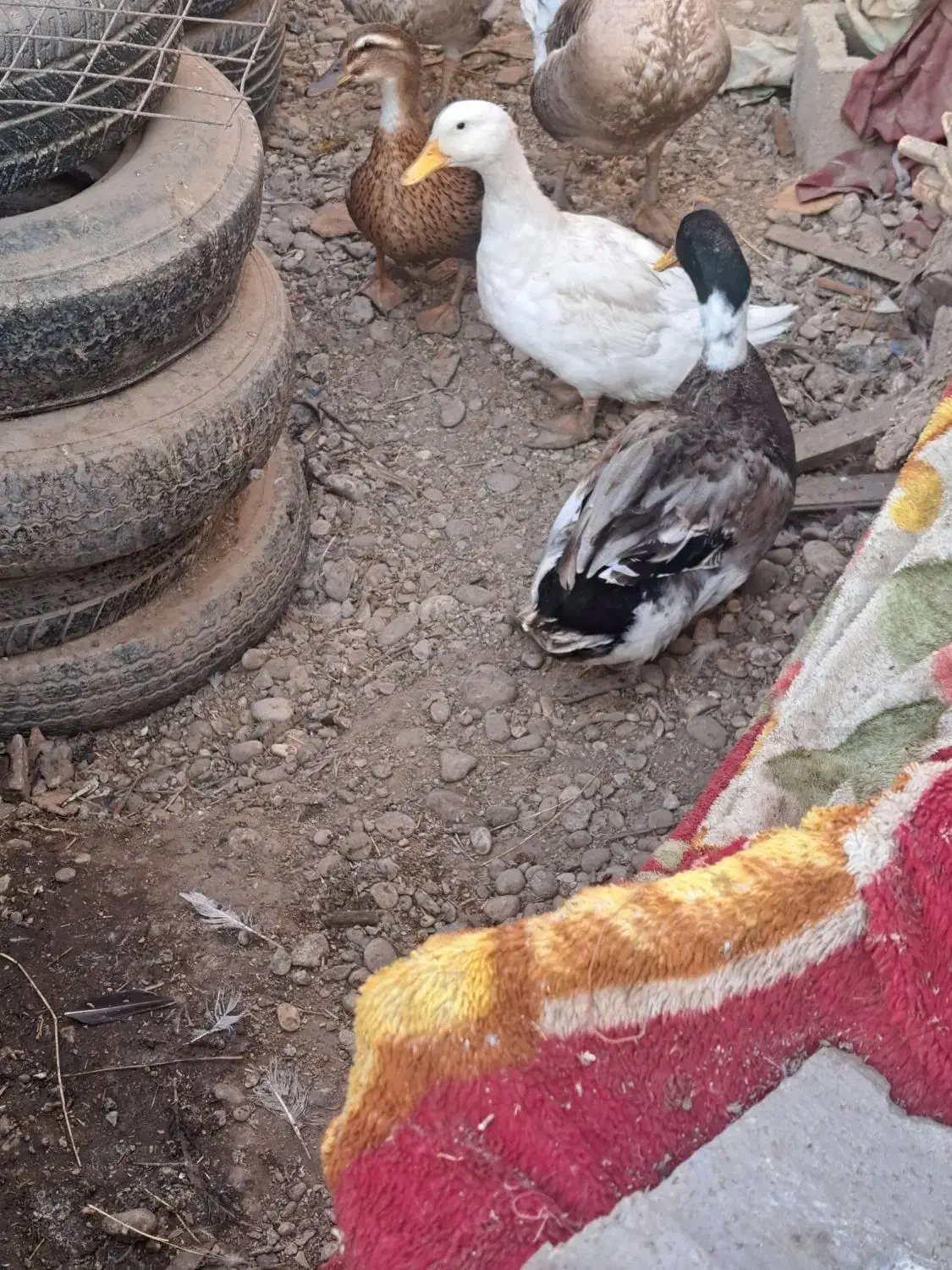 جوجه محلی|حیوانات مزرعه|بهبهان, |دیوار