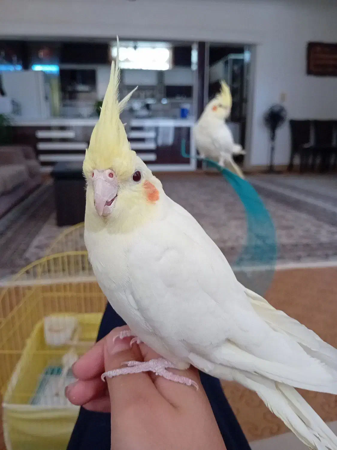 عروس هلندی|پرنده|کلاله, |دیوار