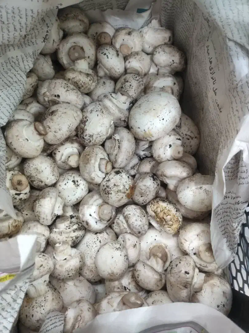 نیرو خانم متاهل|استخدام سرایداری و نظافت|یزد, |دیوار